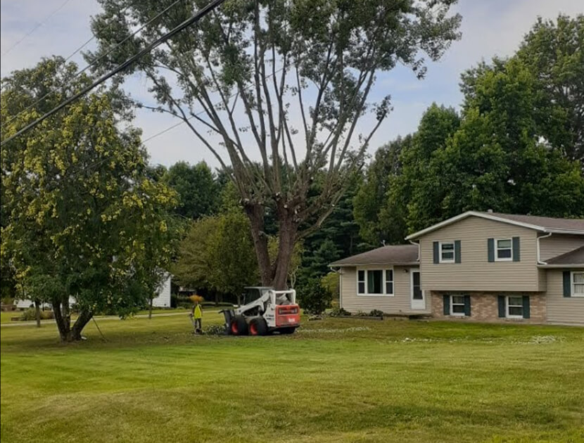 tree-removal-service-zanesville-oh
